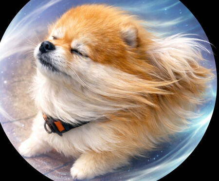 $WindDog