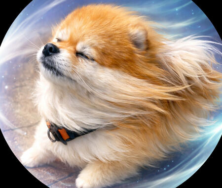$WindDog